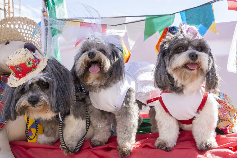 Desfile de moda pet no Liquida Jacutinga